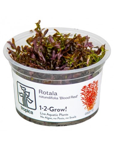 Rotala rotundifolia 'Blood Red' 1-2-Grow! limited edition Tropica - 3