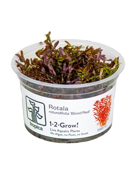 Rotala rotundifolia 'Blood Red' 1-2-Grow! limited edition Tropica - 3