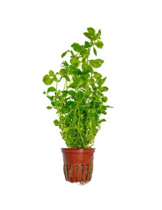 Ludwigia palustris Groen  - tropica Tropica - 1