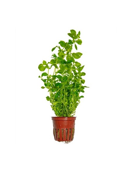 Ludwigia palustris Groen  - tropica Tropica - 1