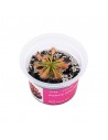 Drosera sp. Lantau island Aqua art - 1
