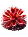 Drosera sp. Lantau island Aqua art - 2