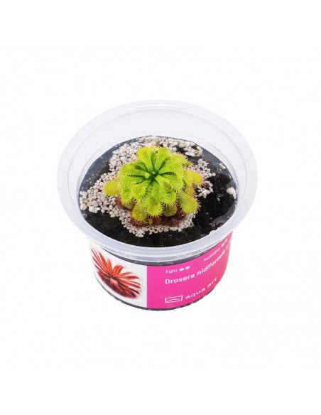 Drosera nidiformis x natalensis Aqua art - 1