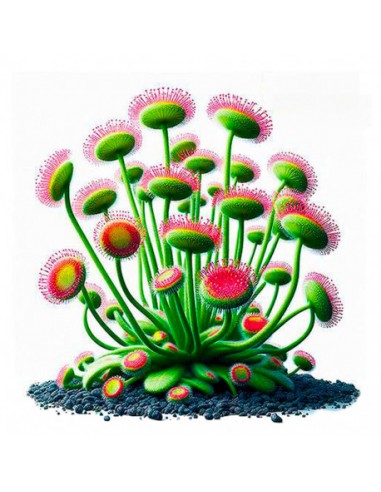 Drosera prolifera Aqua art - 1