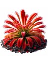 Drosera slackii Aqua art - 1