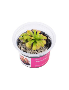 Drosera slackii Aqua art - 2