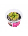 Drosera slackii Aqua art - 2