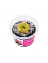 Drosera spatulata Aqua art - 1