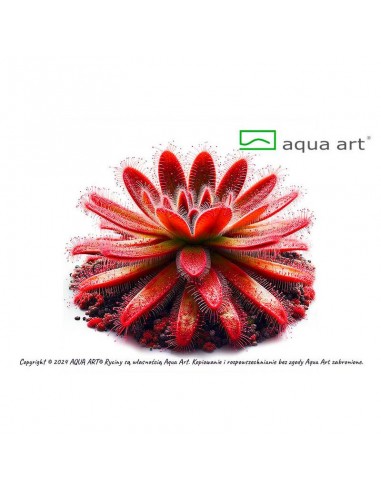 Drosera spatulata Aqua art - 2