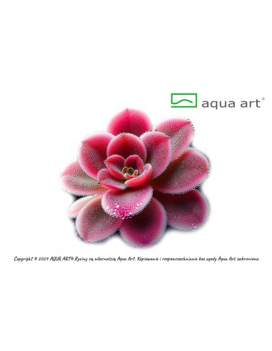 Pinguicula 'Florian' Aqua art - 2