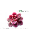 Pinguicula 'Florian' Aqua art - 2