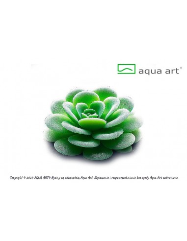 Pinguicula 'Gina' Aqua art - 1