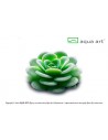 Pinguicula 'Gina' Aqua art - 1