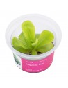 Pinguicula 'Gina' Aqua art - 2