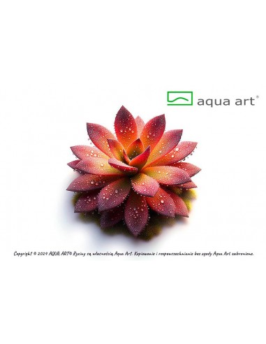 Pinguicula 'Aphrodite clone mini' Aqua art - 2