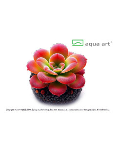 Pinguicula 'Cherry Blossom' Aqua art - 1