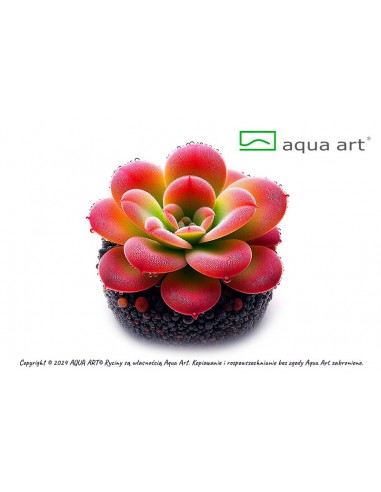 Pinguicula 'Cherry Blossom' Aqua art - 1