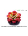 Pinguicula 'Cherry Blossom' Aqua art - 1
