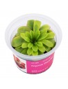 Pinguicula 'Cherry Blossom' Aqua art - 2
