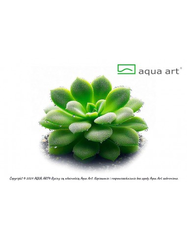 Pinguicula 'Moranensis carow' Aqua art - 1