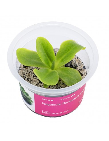 Pinguicula 'Moranensis carow' Aqua art - 2