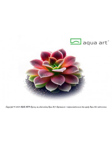 Pinguicula 'Niklas' Aqua art - 1