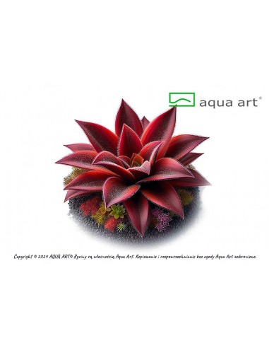 Pinguicula 'Red Starfish' Aqua art - 1