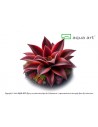 Pinguicula 'Red Starfish' Aqua art - 1
