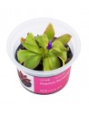 Pinguicula 'Red Starfish' Aqua art - 2