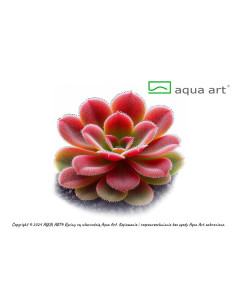 Pinguicula 'Sethos' Aqua art - 1