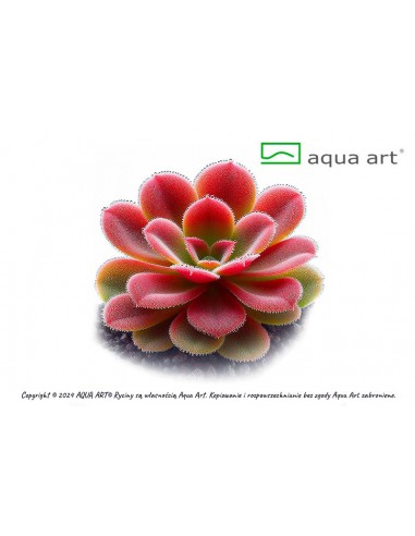 Pinguicula 'Sethos' Aqua art - 1