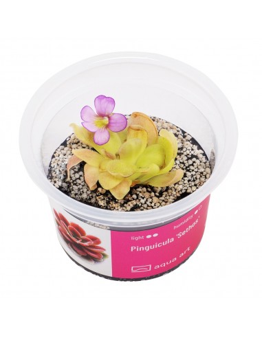 Pinguicula 'Sethos' Aqua art - 2
