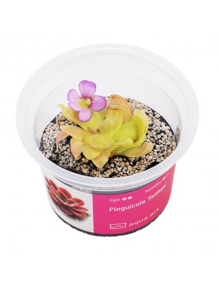 Pinguicula 'Sethos' Aqua art - 2