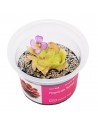 Pinguicula 'Sethos' Aqua art - 2