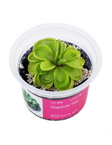 Pinguicula 'Tina' Aqua art - 1