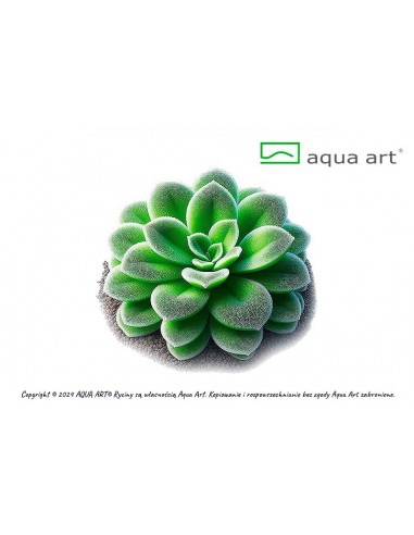 Pinguicula 'Tina' Aqua art - 2