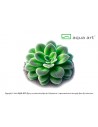 Pinguicula 'Tina' Aqua art - 2