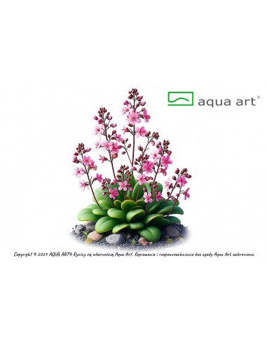 Stylidium debile Aqua art - 1