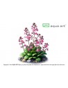 Stylidium debile Aqua art - 1