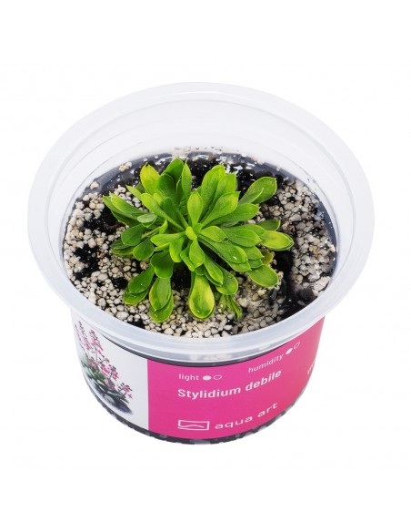 Stylidium debile Aqua art - 2
