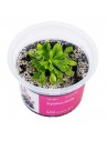 Stylidium debile Aqua art - 2