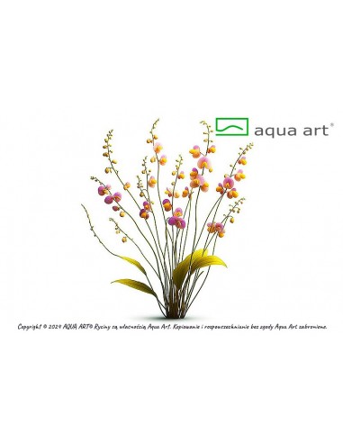 Utricularia longifolia Aqua art - 1