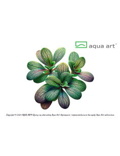 Utricularia calycifida Aqua art - 1