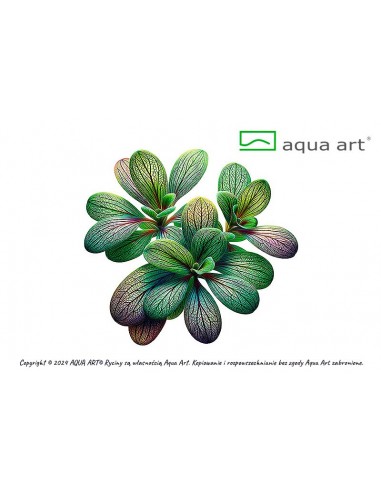 Utricularia calycifida Aqua art - 1