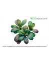 Utricularia calycifida Aqua art - 1
