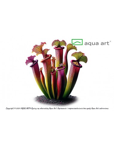 Sarracenia flava var atropurpurea Aqua art - 2