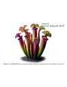 Sarracenia flava var atropurpurea Aqua art - 2