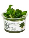 Echinodorus grisebachii 'Tropica' in vitro Tropica - 2