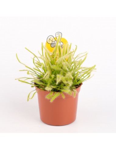 Drosera capensis 'alba'  - 1