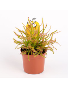Drosera capensis  - 1